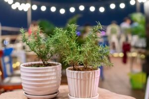 rosemary, nature, plants, pots, herbs, potted plants, lights