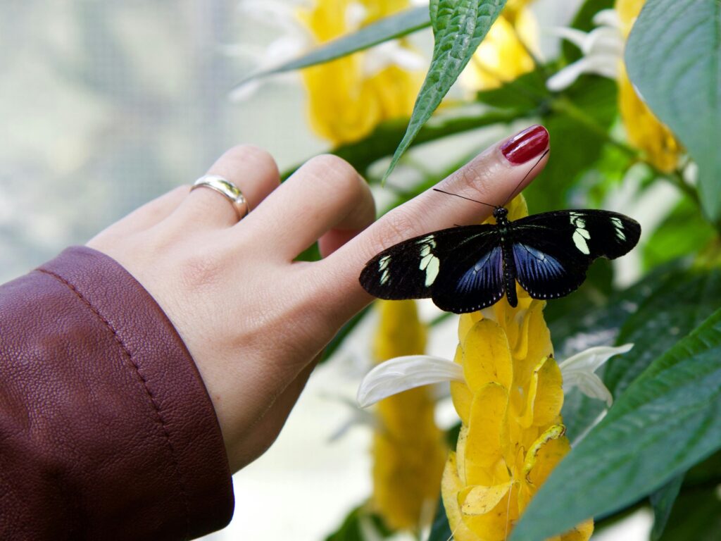 A close-up of a black and blue butterfly perched on a woman's hand amidst blooming garden flora.