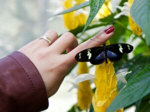 A close-up of a black and blue butterfly perched on a woman's hand amidst blooming garden flora.