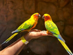 Two vibrant Sun Conures on a hand, showcasing bright tropical plumage.