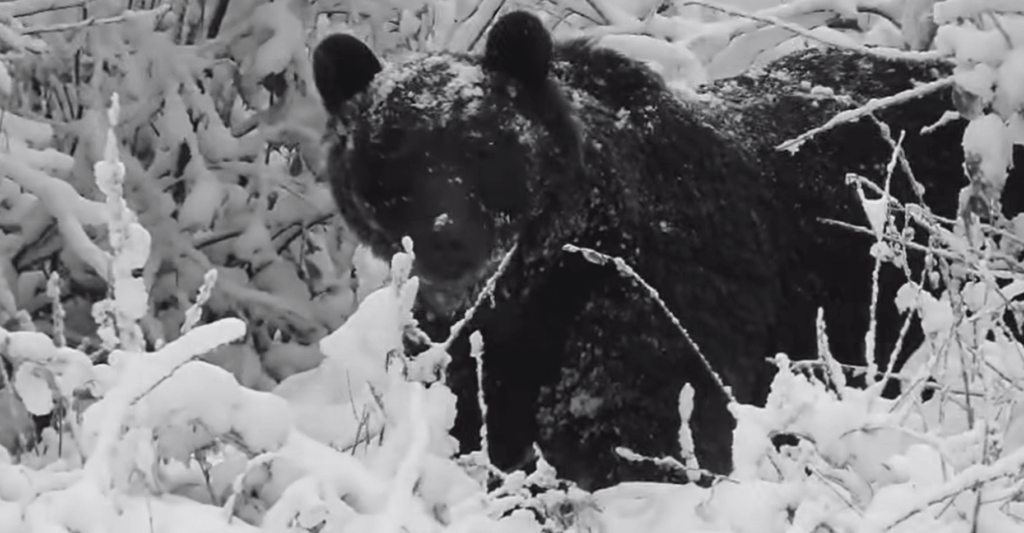 Bieszczadzki niedźwiedź – ciekawe nagranie
